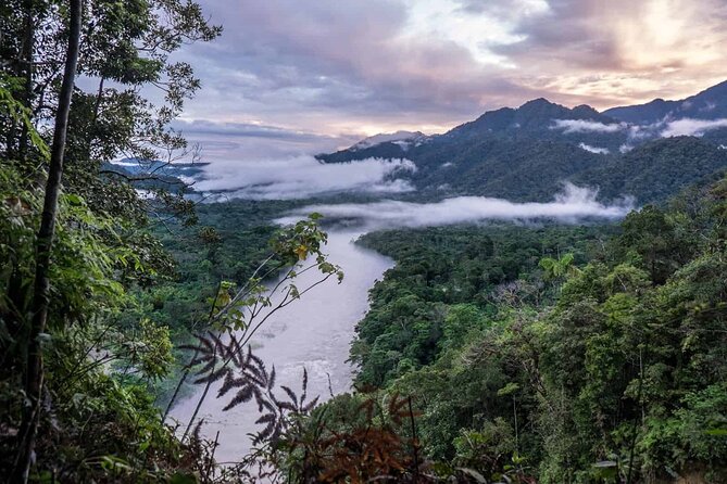 Image of the Amazon rainforest canopy
